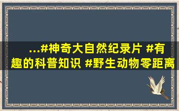 ...#神奇大自然纪录片 #有趣的科普知识 #野生动物零距离 #万物有...