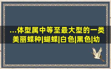 ...体型属中等至最大型的一类美丽蝶种|蝴蝶|白色|黑色|幼虫