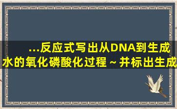 ...反应式写出从DNA到生成水的氧化磷酸化过程～并标出生成ATP的部位