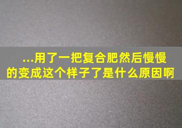 ...用了一把复合肥,然后慢慢的变成这个样子了,是什么原因啊 