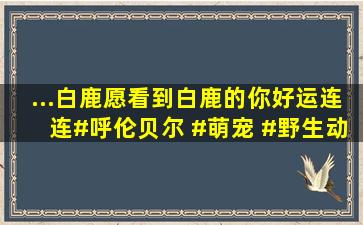 ...白鹿,愿看到白鹿的你,好运连连#呼伦贝尔 #萌宠 #野生动物零...