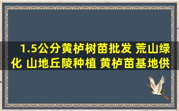 1.5公分黄栌树苗批发 荒山绿化 山地丘陵种植 黄栌苗基地供应 产品...