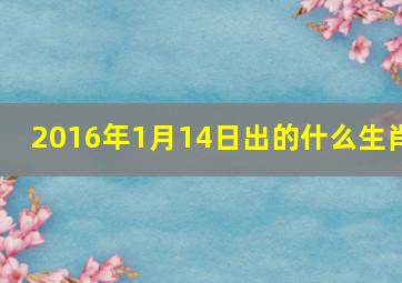 2016年1月14日出的什么生肖