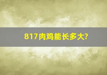 817肉鸡能长多大?