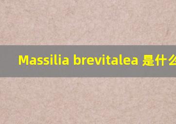 Massilia brevitalea 是什么菌