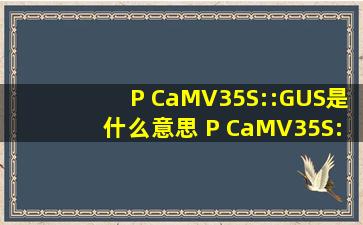 P CaMV35S::GUS是什么意思, P CaMV35S::GUS cassette怎么翻译