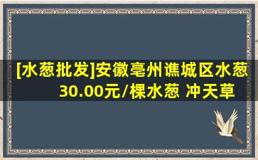 [水葱批发]安徽亳州谯城区水葱 30.00元/棵水葱 冲天草 管 