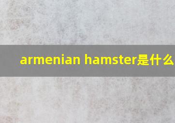 armenian hamster是什么意思