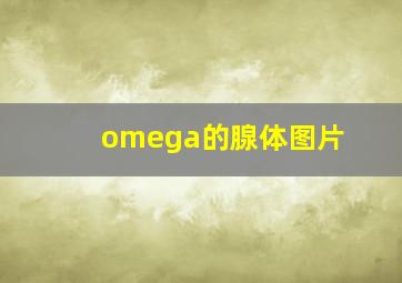 omega的腺体图片