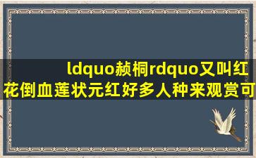 “赪桐”又叫红花倒血莲、状元红;好多人种来观赏,可知它还是药材...