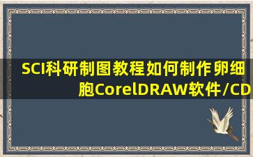 【SCI科研制图教程】如何制作卵细胞(CorelDRAW软件/CDR软件,教育...