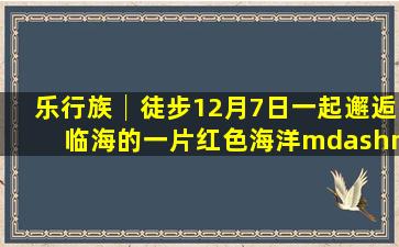 【乐行族│徒步】12月7日一起邂逅临海的一片红色海洋——“小芝...