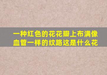 一种红色的花,花瓣上布满像血管一样的纹路。这是什么花。