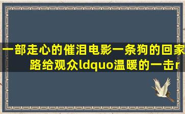 一部走心的催泪电影《一条狗的回家路》,给观众“温暖的一击”