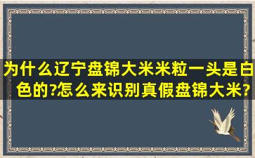 为什么辽宁盘锦大米米粒一头是白色的?怎么来识别真假盘锦大米?