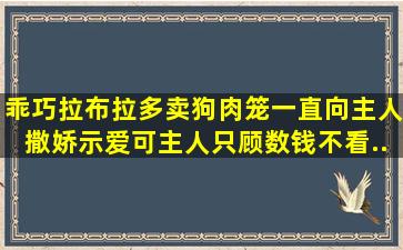 乖巧拉布拉多卖狗肉笼,一直向主人撒娇示爱,可主人只顾数钱不看...