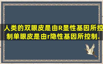 人类的双眼皮是由R(显性基因)所控制,单眼皮是由r(隐性基因)所控制....