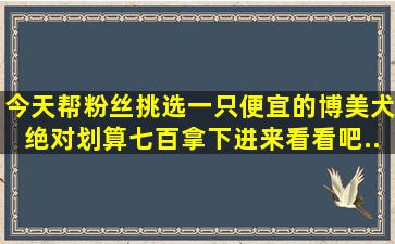 今天帮粉丝挑选一只便宜的博美犬,绝对划算,七百拿下进来看看吧...