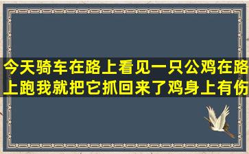 今天骑车在路上,看见一只公鸡在路上跑,我就把它抓回来了,鸡身上有伤,...