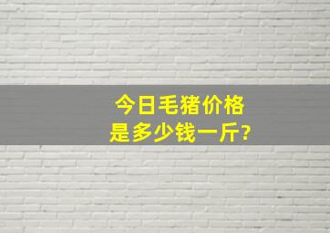 今日毛猪价格是多少钱一斤?