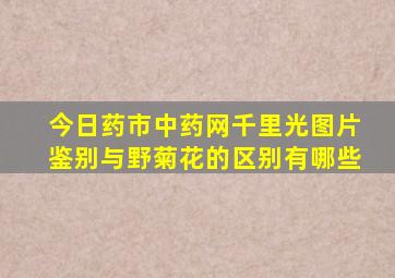 今日药市中药网  千里光图片鉴别与野菊花的区别有哪些