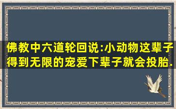 佛教中六道轮回说:小动物这辈子得到无限的宠爱,下辈子就会投胎...