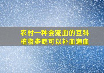 农村一种会流血的豆科植物,多吃可以补血造血