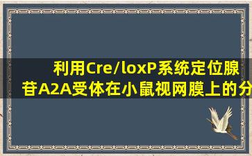 利用Cre/loxP系统定位腺苷A2A受体在小鼠视网膜上的分布 