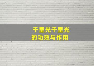 千里光千里光的功效与作用 