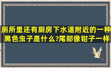 厕所里还有厨房下水道附近的一种黑色虫子是什么?尾部像钳子一样。...