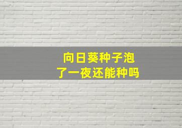 向日葵种子泡了一夜还能种吗