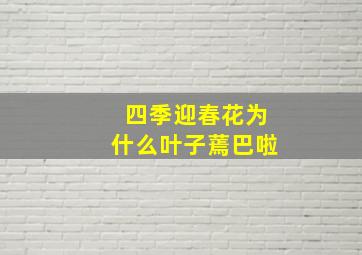 四季迎春花为什么叶子蔫巴啦