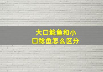 大口鲶鱼和小口鲶鱼怎么区分(