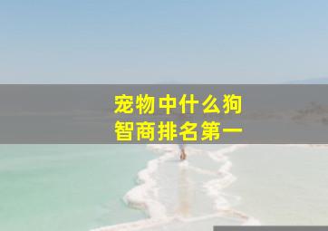 宠物中什么狗智商排名第一