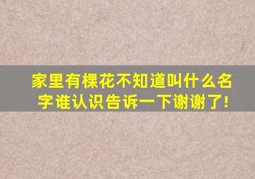 家里有棵花,不知道叫什么名字,谁认识告诉一下,谢谢了!