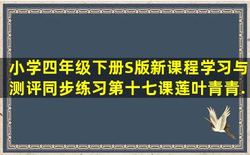 小学四年级下册S版新课程学习与测评同步练习第十七课《莲叶青青》(...