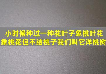 小时候种过一种花叶子象桃叶花象桃花,但不结桃子,我们叫它洋桃树