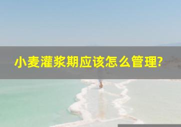 小麦灌浆期应该怎么管理?