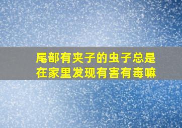 尾部有夹子的虫子总是在家里发现有害有毒嘛(