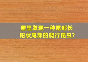 屋里发现一种尾部长钳状尾部的爬行昆虫?