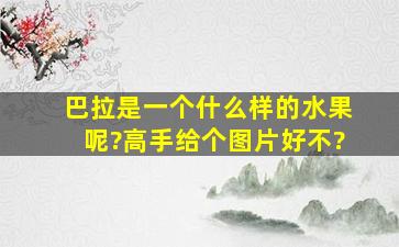 巴拉是一个什么样的水果呢?高手给个图片好不?