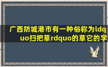 广西防城港市有一种俗称为“扫把草”的草,它的学名是什么?