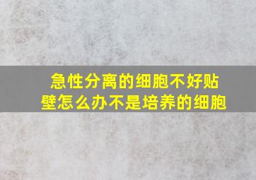 急性分离的细胞不好贴壁怎么办,不是培养的细胞