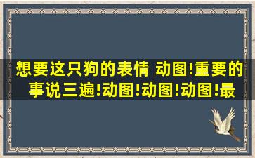 想要这只狗的表情 动图!重要的事说三遍!动图!动图!动图!最好能直接给...