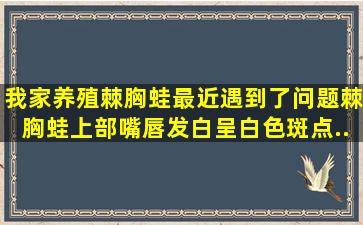 我家养殖棘胸蛙,最近遇到了问题。棘胸蛙上部嘴唇发白,呈白色斑点,...