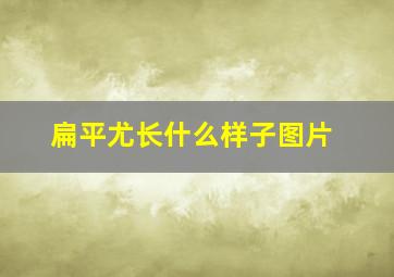 扁平尤长什么样子图片