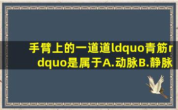 手臂上的一道道“青筋”是属于A.动脉B.静脉C.毛细血管D.主动