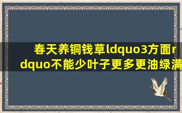 春天养铜钱草,“3方面”不能少,叶子更多更油绿,满盆大铜钱