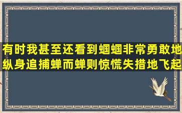 有时我甚至还看到蝈蝈非常勇敢地纵身追捕蝉,而蝉则惊慌失措地飞起...