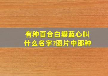 有种百合白瓣蓝心叫什么名字?图片中那种